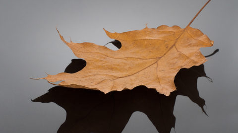 Autumn leaf, oak, reflected on textured background