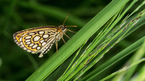 Heteropterus morpheus.